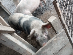 Vând scroafă 200 kg +  - imagine 2