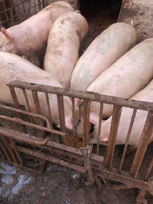 Vând porci  - imagine 2