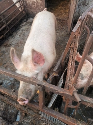 Vând porci  - imagine 3