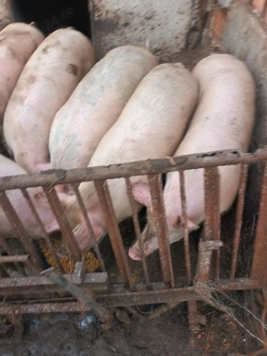 Vând porci  - imagine 4