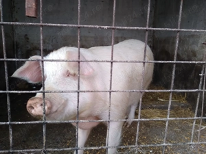 Vand porc de tara aprox.170 kg  - imagine 3