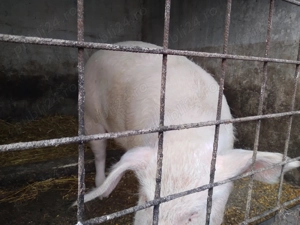 Vand porc de tara aprox.170 kg  - imagine 2