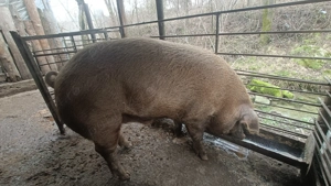 Porc de casa de vanzare - imagine 2