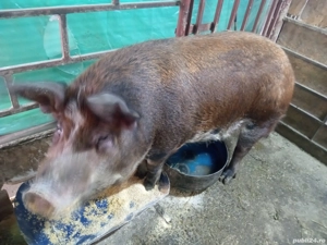 porci de vânzare  - imagine 2