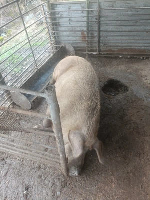 Porc de casa de vanzare - imagine 4