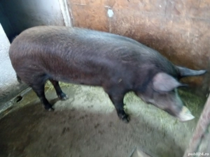 porci de vânzare  - imagine 4