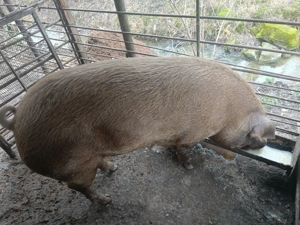 Porc de casa de vanzare - imagine 5