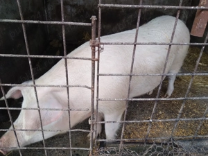 Vand porc de tara aprox.170 kg  - imagine 4