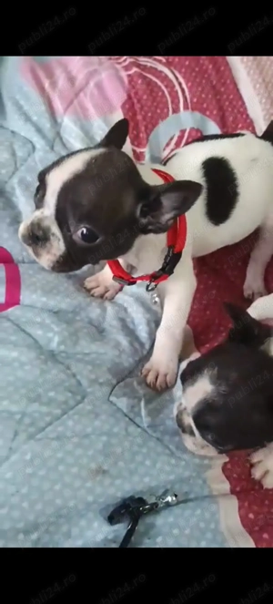 Fetița de buldog francez  - imagine 4