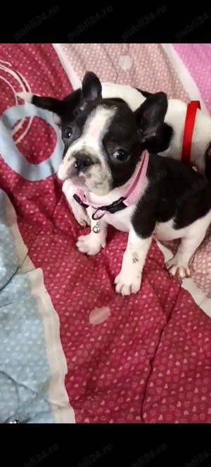 Fetița de buldog francez  - imagine 3