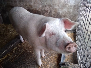 Vand porc de tara aprox.170 kg  - imagine 5