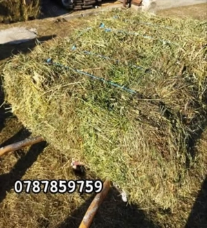 Baloți lucernă și fân 