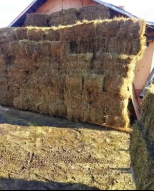 Baloți lucernă și fân  - imagine 3