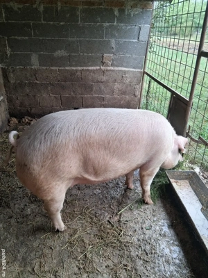 Vând Porc  - imagine 2