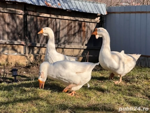 Pereche de gaste  - imagine 5