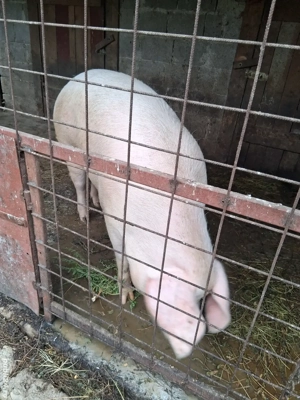 Vând Porc  - imagine 5