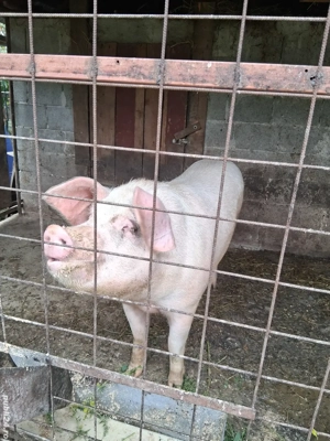 Vând Porc  - imagine 3