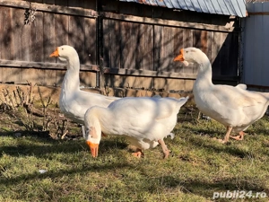 Pereche de gaste  - imagine 4