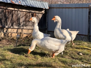 Pereche de gaste  - imagine 3