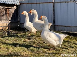 Pereche de gaste  - imagine 2