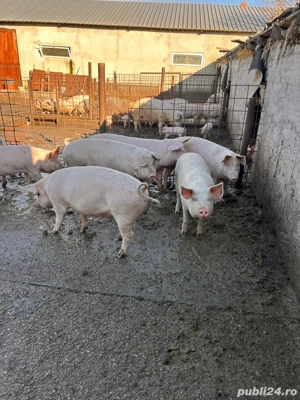 vand porci  - imagine 2