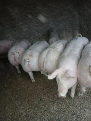 Porci de vânzare 