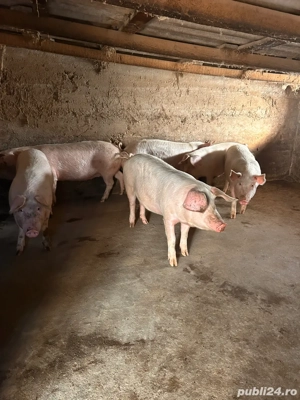 vand porci  - imagine 3