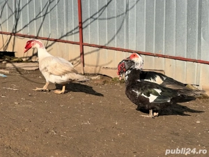 Rate lesesti - imagine 2