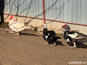 Rate lesesti - imagine 3