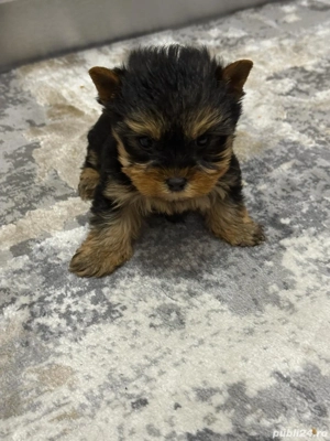 Yorkshire Terrier Toy de rasa pura cu vaccin și deparazitați și carnet se pot vedea și părinți. 