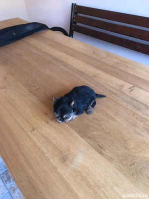 Yorkshire Terrier Toy de rasa pura cu vaccin și deparazitați și carnet se pot vedea și părinți.