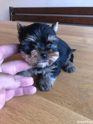 Yorkshire Terrier Toy de rasa pura cu vaccin și deparazitați și carnet se pot vedea și părinți. 