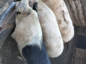 Vand porci foarte bine grijiti cu cereale 