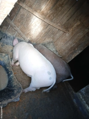 porci de vanzare