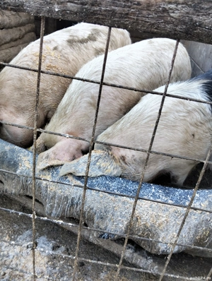 Vand porci foarte bine grijiti cu cereale  - imagine 2