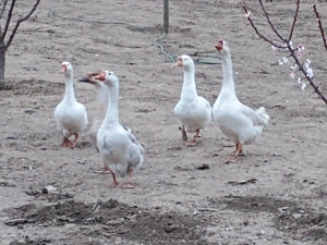 Vând gaste sau schimb cu cereale 