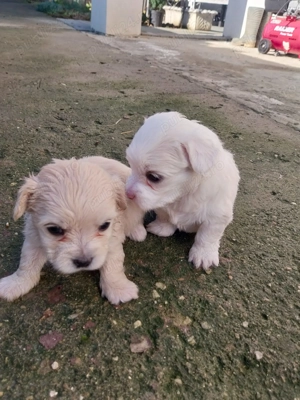 Bichon maltez de vânzare