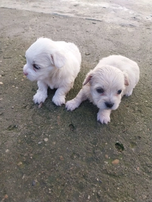 Bichon maltez de vânzare - imagine 3