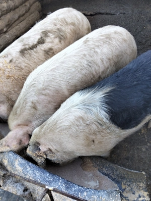 Vand porci foarte bine grijiti cu cereale  - imagine 3