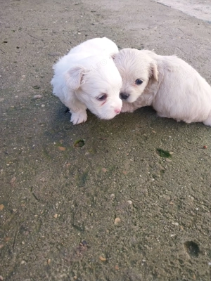 Bichon maltez de vânzare - imagine 4