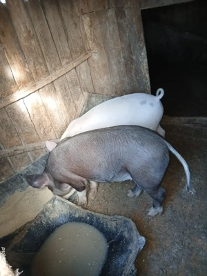 porci de vanzare - imagine 2