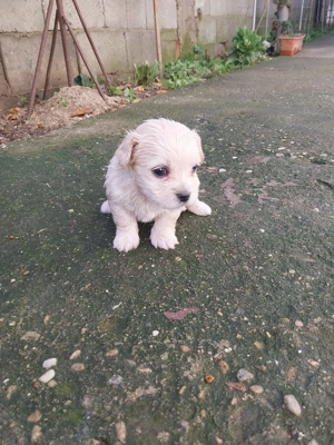 Bichon maltez de vânzare - imagine 5