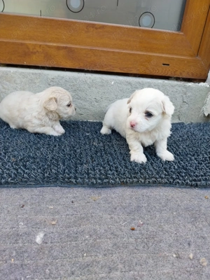 Bichon maltez de vânzare - imagine 2