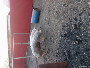 porcii de vânzare  - imagine 2