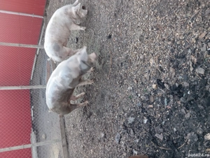 porcii de vânzare  - imagine 4