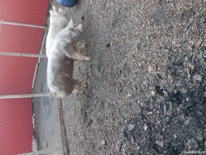 porcii de vânzare  - imagine 3