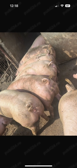 Porci de vânzare de carne 