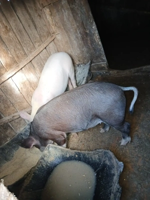 porci de vanzare - imagine 3