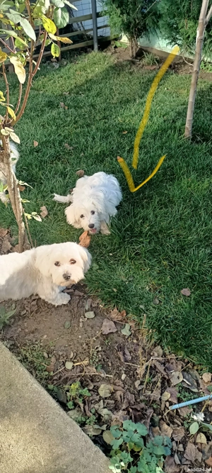 catei bichon maltez  - imagine 4