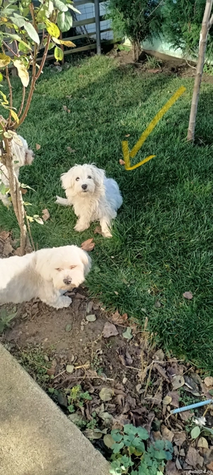 catei bichon maltez  - imagine 5